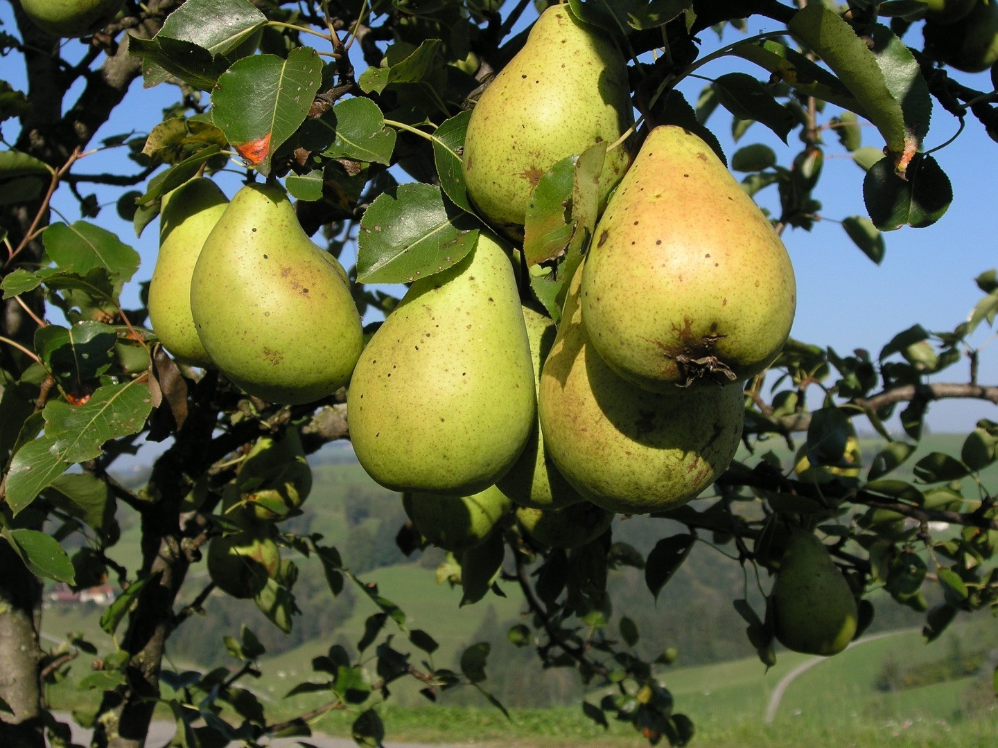 FeRRUM_Panoramahoehenweg_07.JPG