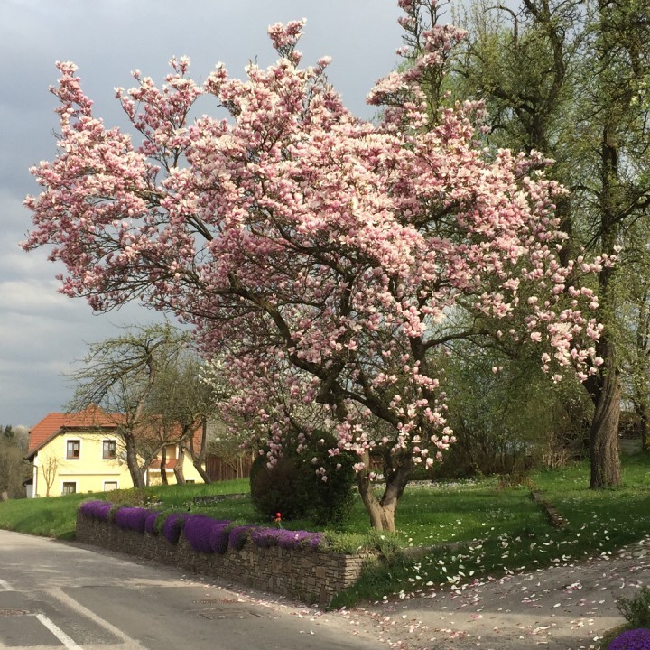 2015-04-20 Magnolie Lammerhuber 001.jpg