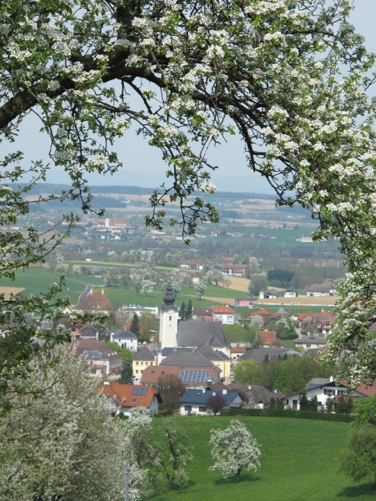 Baumblüte v Pimshof.JPG