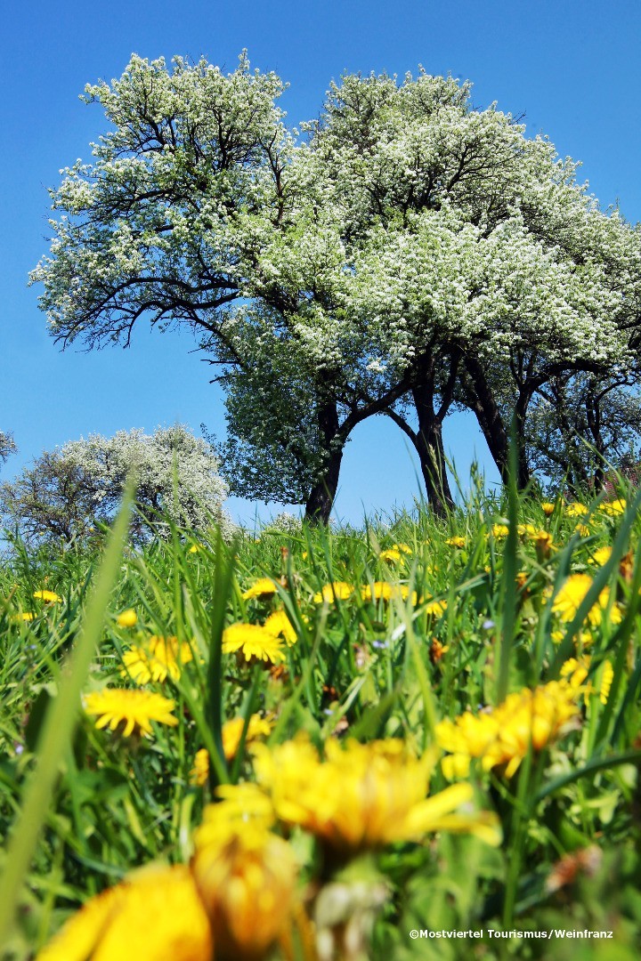 Mostbaumblüte 1 - weinfranz.at.jpg